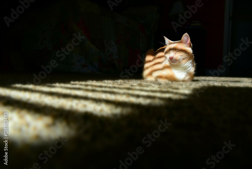 Ginger cat in a sunbeam