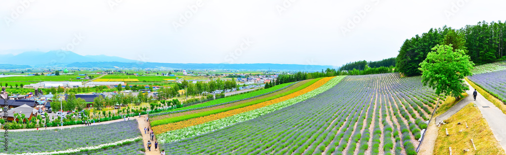 Lavender Farm in summer in Hokkaido, Japan.