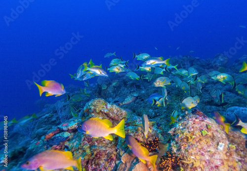Fototapeta Naklejka Na Ścianę i Meble -  Underwater scene with a shoal of yellow tropical fish