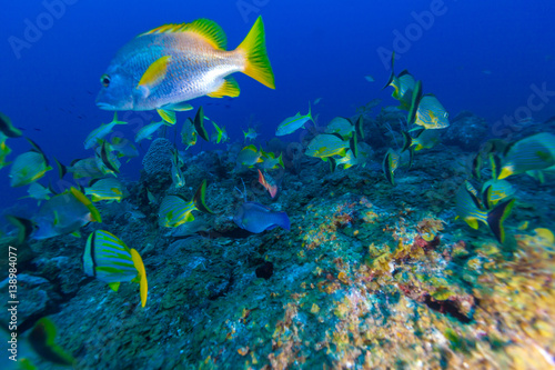 Fototapeta Naklejka Na Ścianę i Meble -  Underwater scene with a shoal of yellow tropical fish