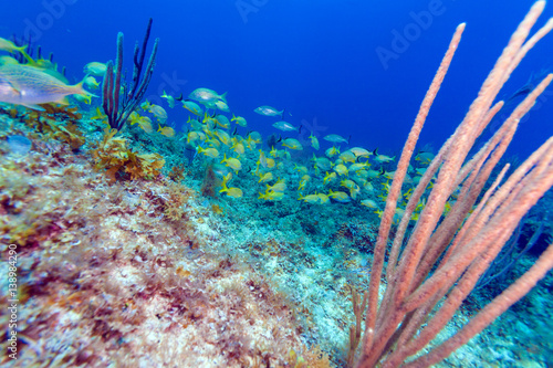 Underwater scene with a shoal of yellow tropical fish