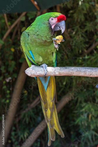 Guacamaya comiendo 1