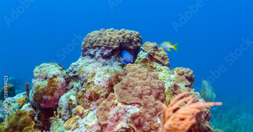 Underwater scene with colorful tropical fish near the sea reef