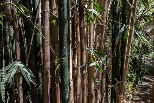 Textura de Bamboo 2