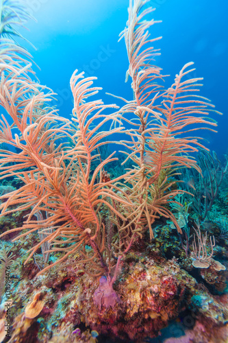 Underwater scene with pink soft corals