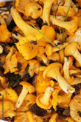 Bunch of raw yellow mushrooms chanterelles