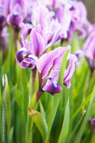 Fototapeta Naklejka Na Ścianę i Meble -  Bunch of purple iris flowers in green