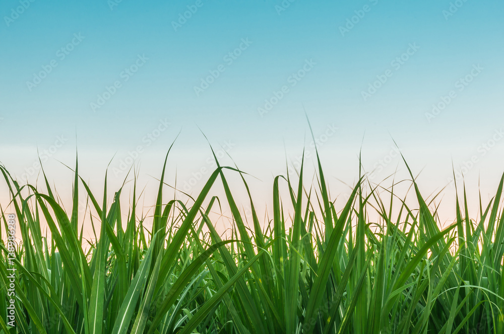 Sugarcane leaves the evening sky Sugarcane leaves the evening sky