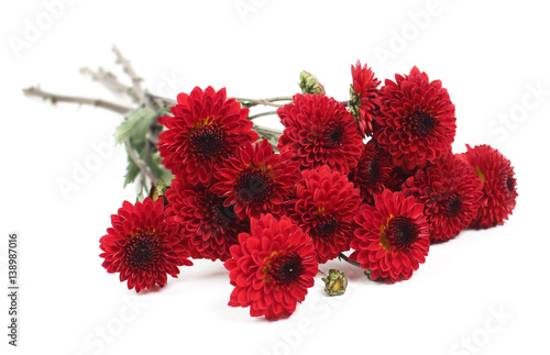 붉은 색 국화꽃