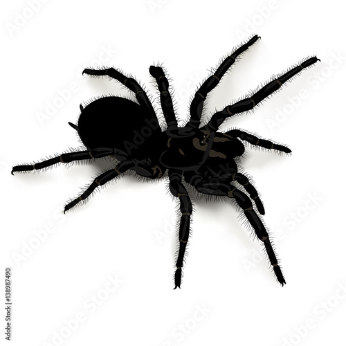 Печатьblack poisonous spider with long legs on a white background