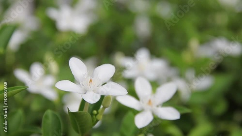 Gerdenia Crape Jasmine is white flower and nice smell in garden.