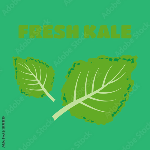 Fresh kale vector illustration. Kale vector set