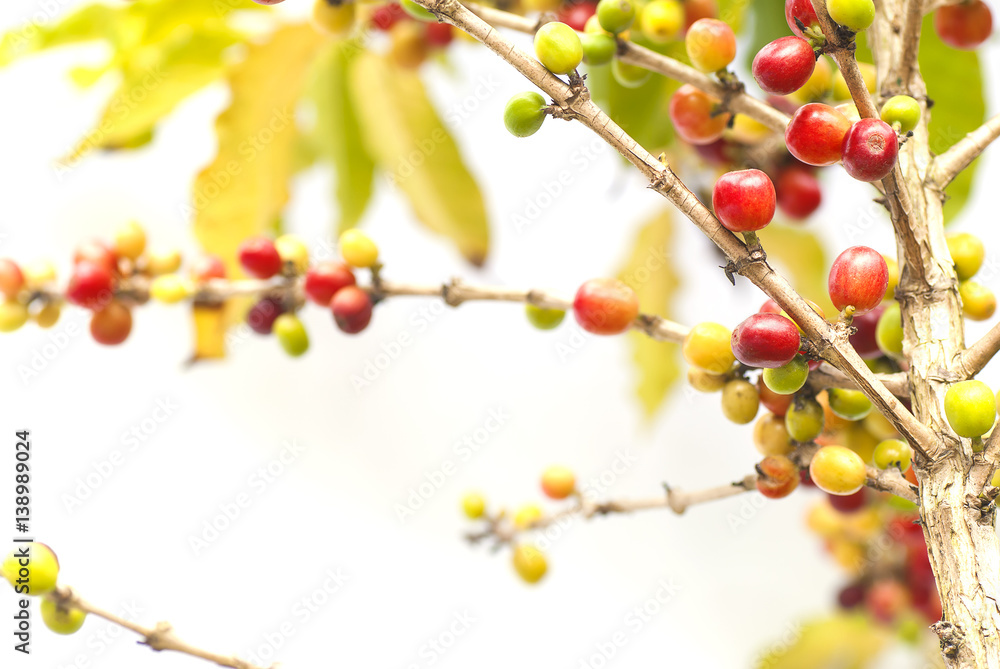 Red coffee beans with branch of coffee tree, ripe and unripe berries on white background Red coffee beans with branch of coffee tree, ripe and unripe berries on white background