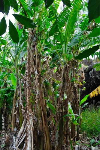 Long shot of the Ana Te Pahu Cave also called Banana cave in Easter Island  Rapa Nui  Chile  South America