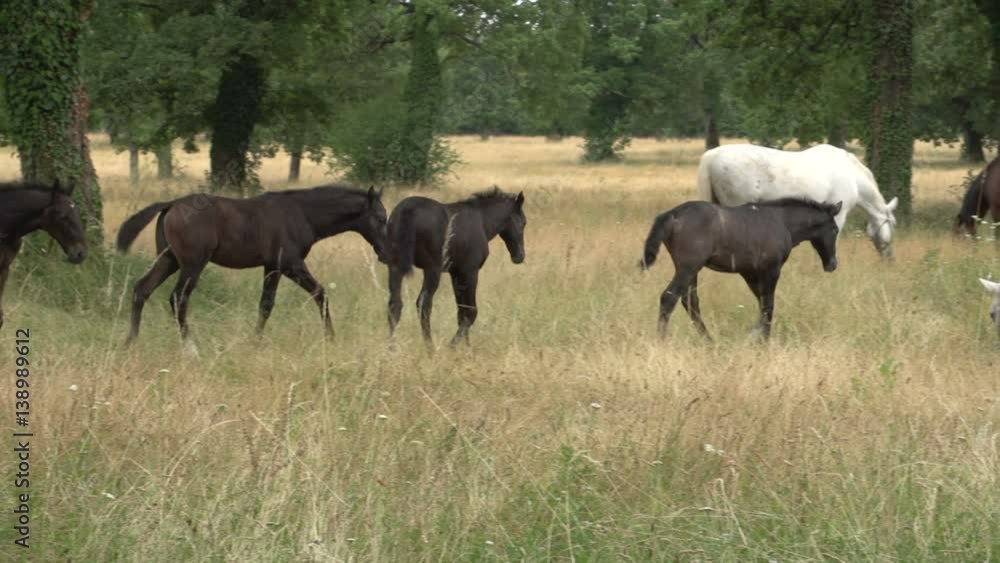 Lipizzaner horses Lipizzaner horses