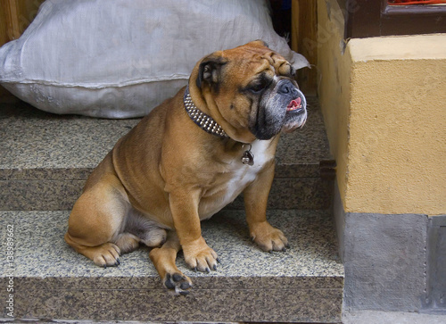 A bulldog sits placidly on a step at the rear of a restaurant