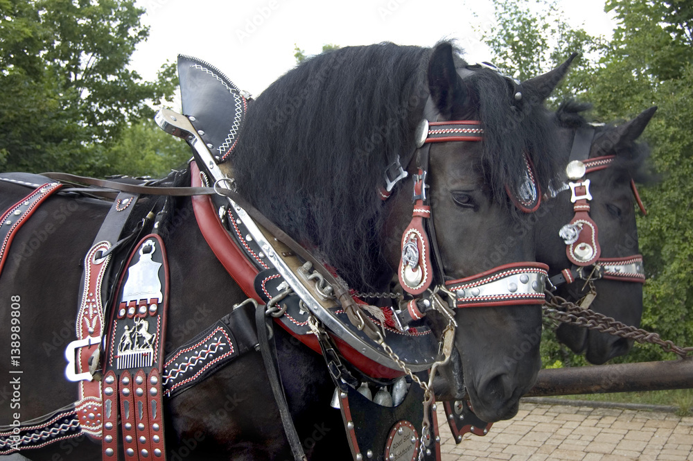 Naklejka premium Percheron draught horses, in highly decorated harness, prepare for a festival in Bavaria.