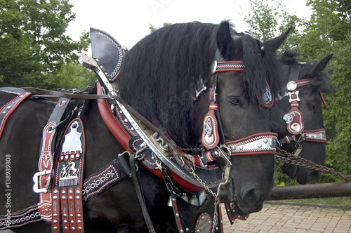 Percheron draught horses, in highly decorated harness, prepare for a festival in Bavaria.