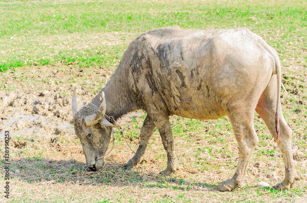 Fototapeta premium A muddy buffalo in a rural grass field, Chiang Mai Thailand