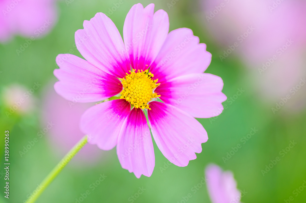 Defocus of beautiful purple cosmos flower