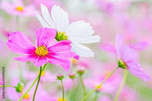 Beautiful purple cosmos flowers. Photo is partially focused at the yellow pollen.