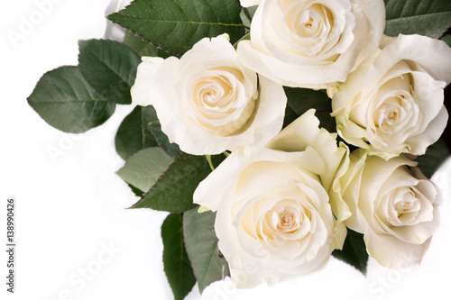 Soft full blown delicate white roses on a white background. Selective focus. 