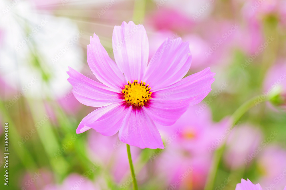 Beautiful purple cosmos flowers. Photo is partially focused at the yellow pollen.