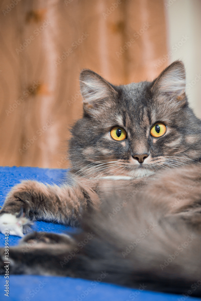 Beautiful Persian cat lying on the bed closeup Beautiful Persian cat lying on the bed closeup