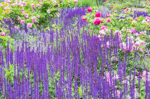 Beautiful garden with pink ...