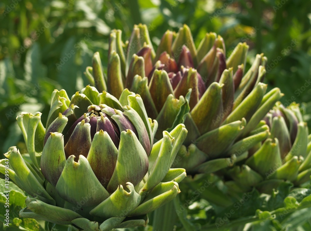 Artichoke Artichoke