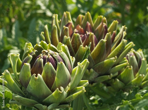 Artichoke