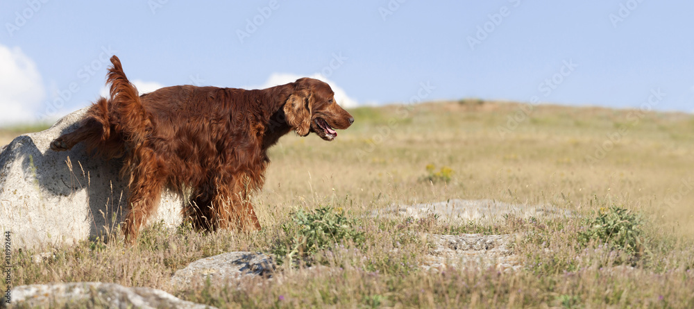 Website banner of a peeing happy Irish Setter dog Website banner of a peeing happy Irish Setter dog