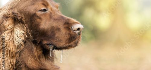 Website banner of a drooling Irish Setter dog photo