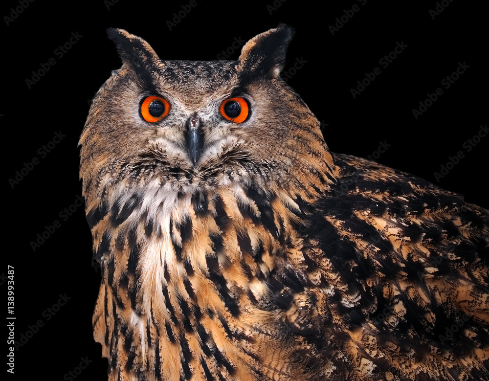 Fototapeta premium Owl wise looking at camera isolated on black