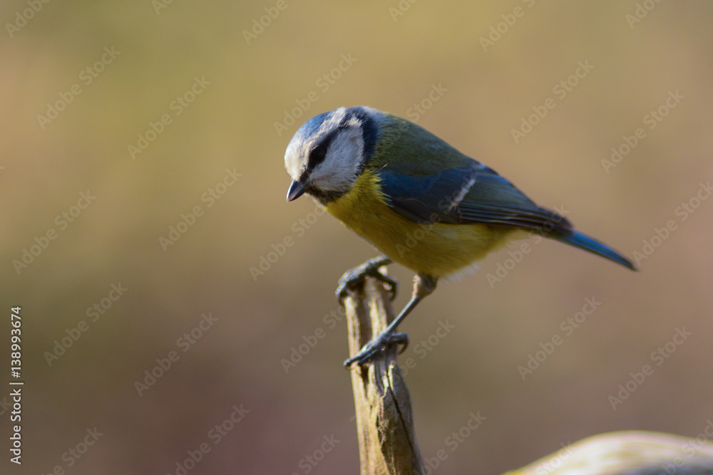 Fototapeta premium Cinciarella (Cyanistes caeruleus) - ritratto