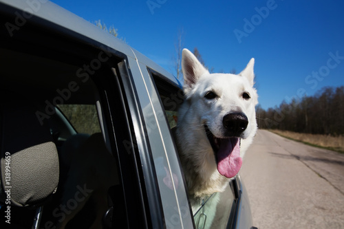 White Swiss shepherd dog looking out of car window