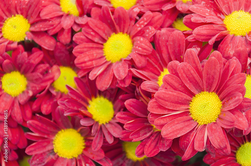 Fototapeta Naklejka Na Ścianę i Meble -  Colorful red chrysanthemum flower. Photo is focused at the middle right flower.