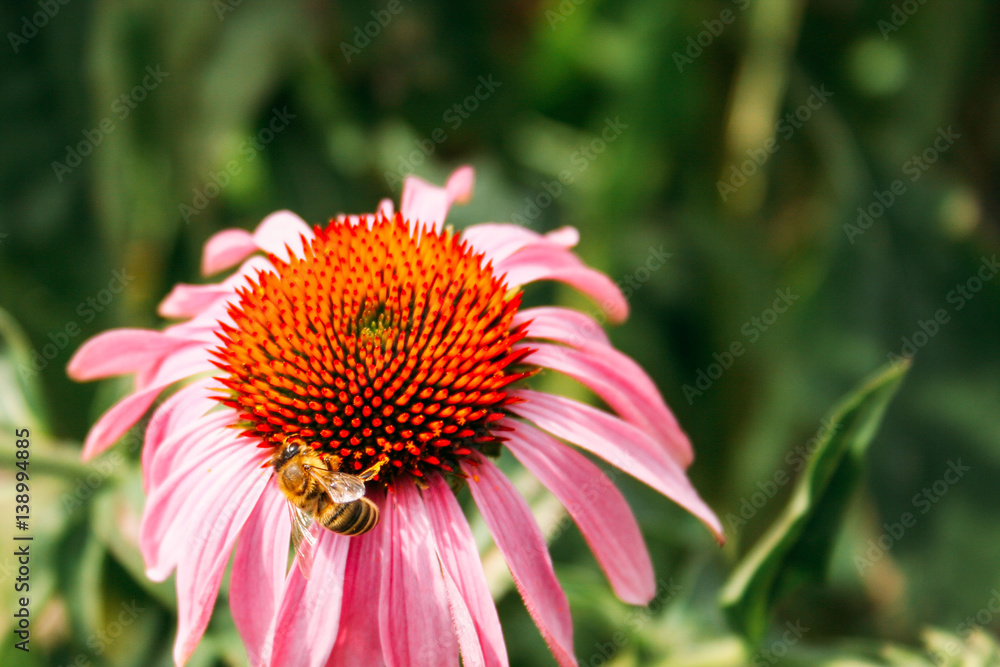 a bee collecting pollen from echinacea a bee collecting pollen from echinacea