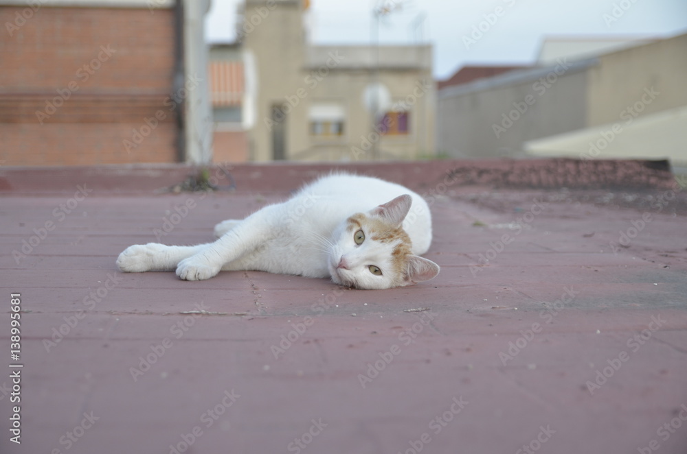 Cat on the rooftop watching you Cat on the rooftop watching you