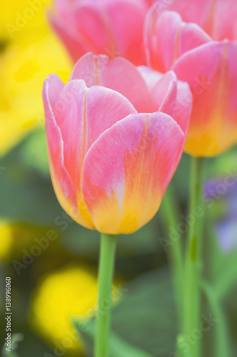 Beautiful pink mix with yellow color tulips