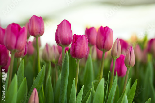 a lot of beautiful multicolored tulips growing on a field  in the garden  in the greenhouse red yellow violet orange pink tulups Springtime  lots of tulips flowers concept