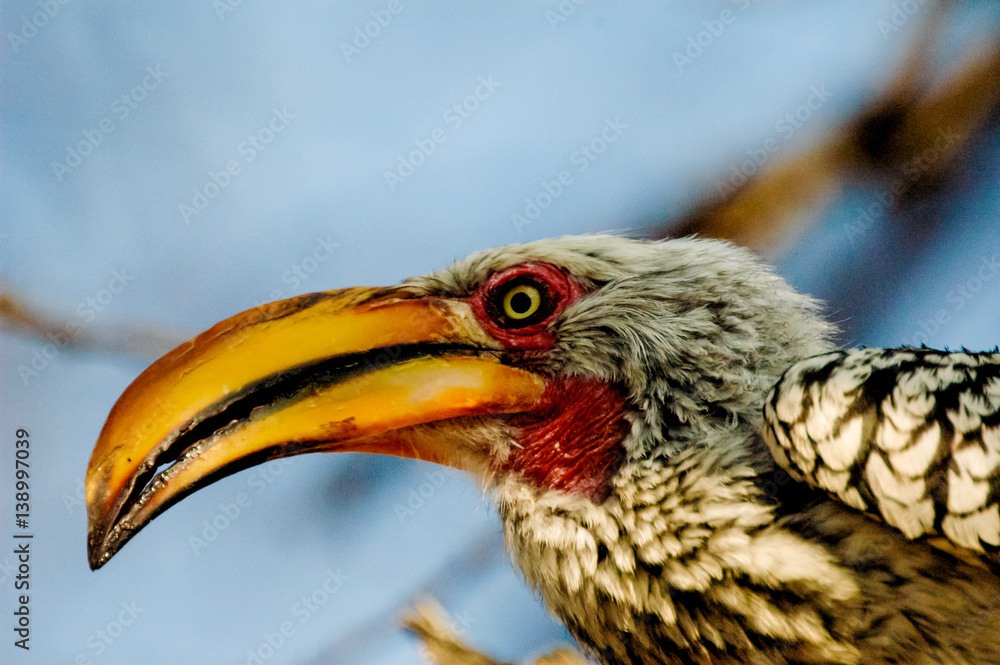 Portrait animal in Namibia