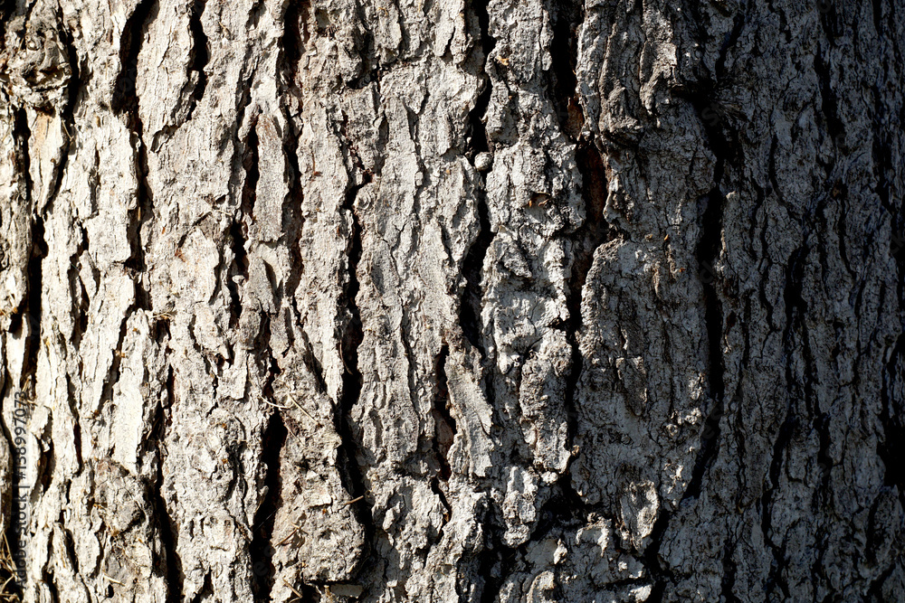 Old bark tree texture background, closeup Old bark tree texture background, closeup