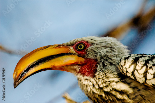 Portrait animal in Namibia