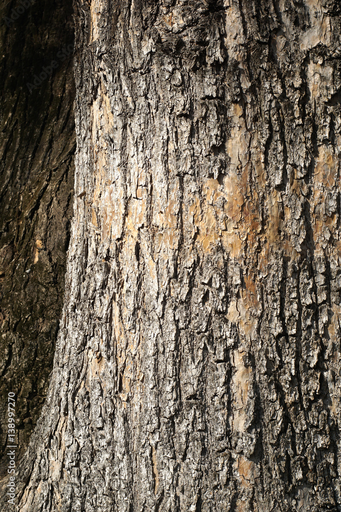 Obraz premium Old bark tree texture background, closeup