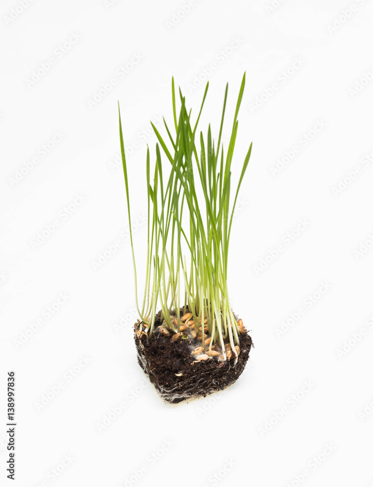 plant sprouts on a white background, sprouted wheat plant sprouts on a white background, sprouted wheat