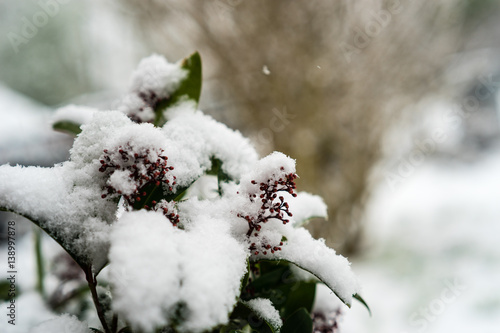 Skimmia covered with snow photo