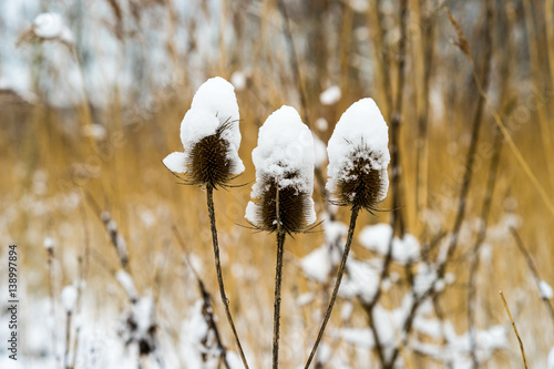 Teasel covered with snow photo