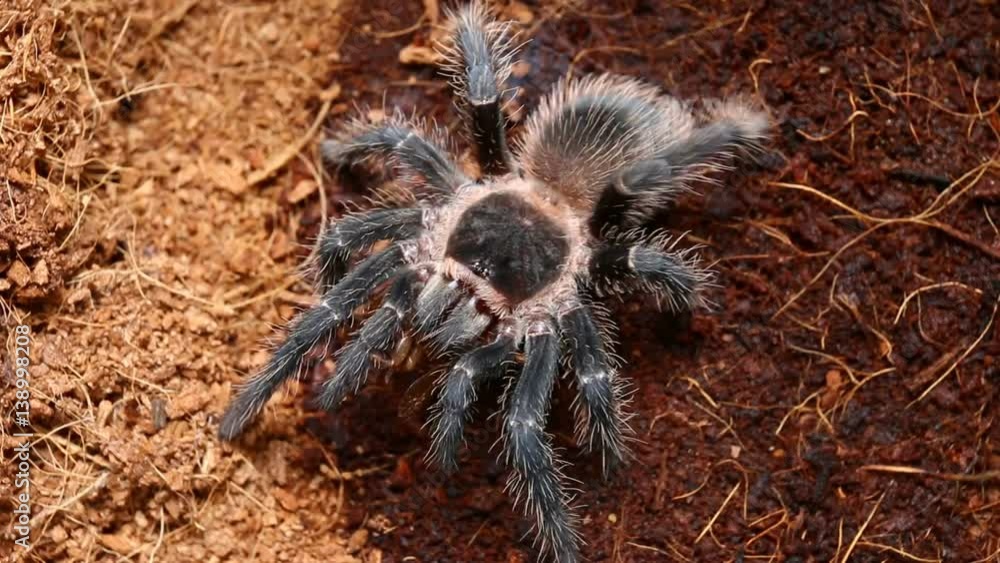Dangerous tarantula spider in a special terrarium. Macro shot. Dangerous tarantula spider in a special terrarium. Macro shot.