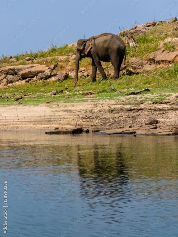 Fototapeta premium Isolated standing asian elephant and its reflection on water in gal oya national park Sri Lanka